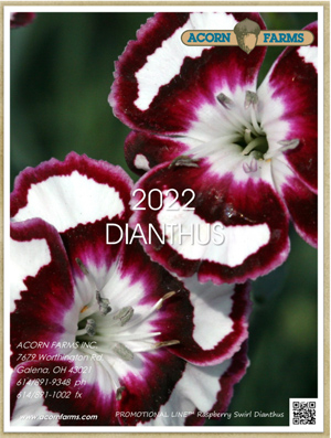 Dianthus flipbook
