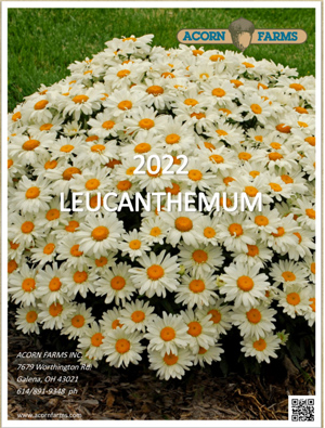 Leucanthemum flipbook