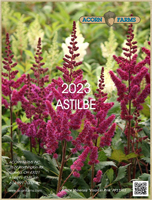 Astilbe flipbook