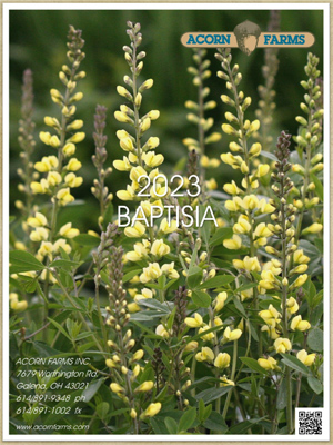 Baptisia flipbook