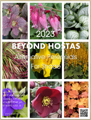 Beyond Hostas - Alternative for Shade flipbook