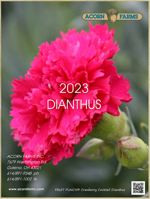 Dianthus flipbook