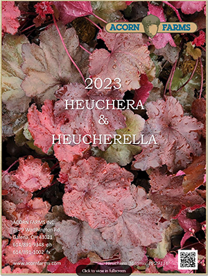 Heuchera flipbook