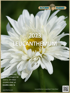 Leucanthemum flipbook