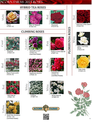 Roses flipbook