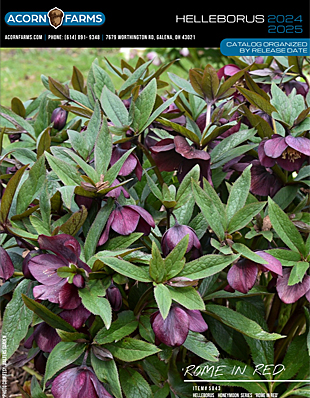 Helleborus flipbook