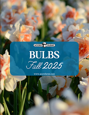 Bulbs flipbook