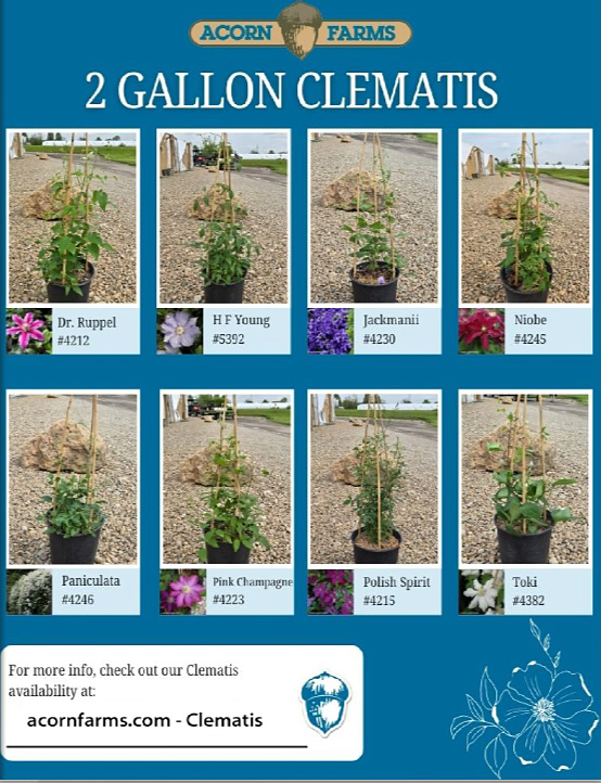 Clematis flipbook