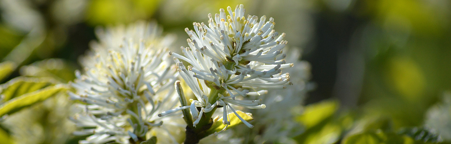 FOTHERGILLA LEGEND OF THE FALL