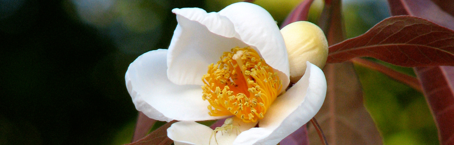 FRANKLINIA