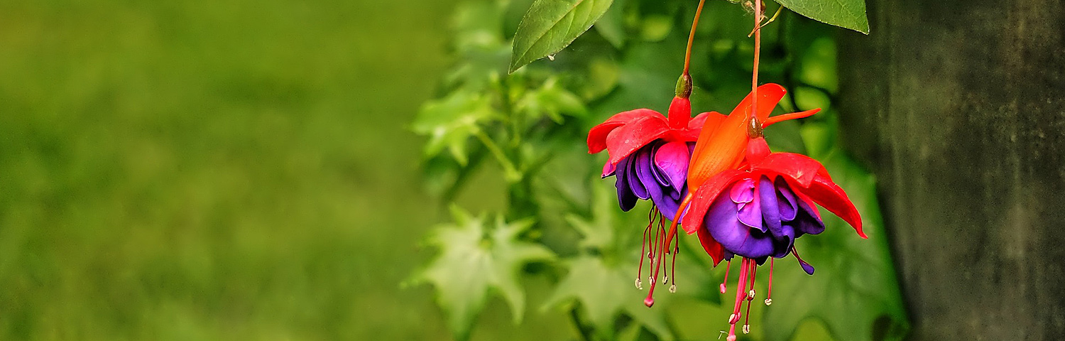 FUCHSIA ASSORTED