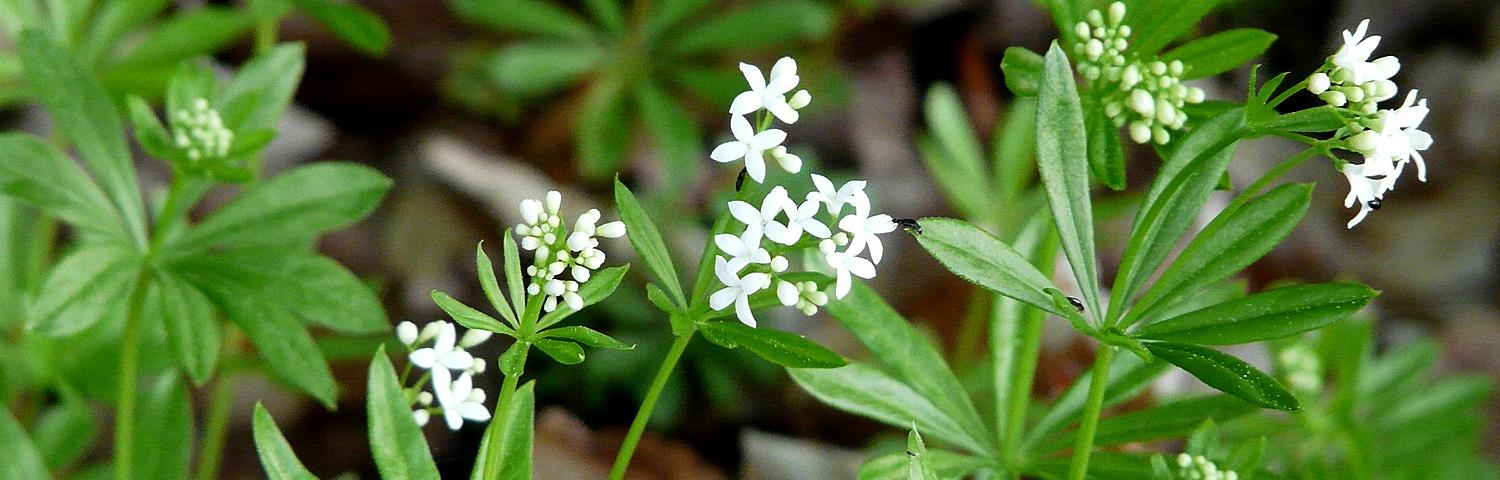 GALIUM