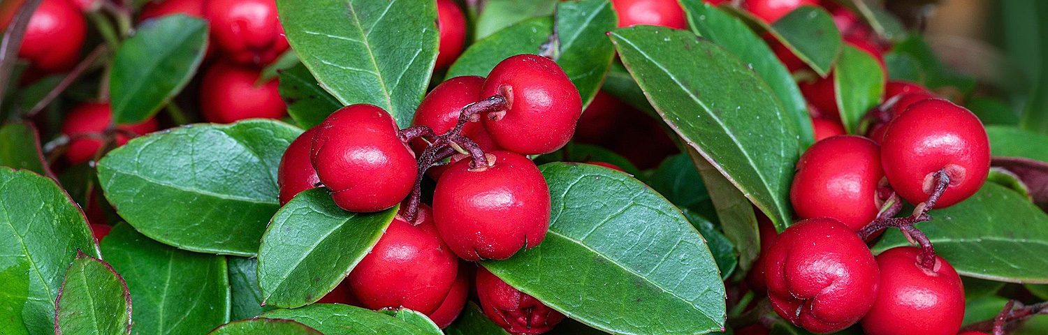 GAULTHERIA