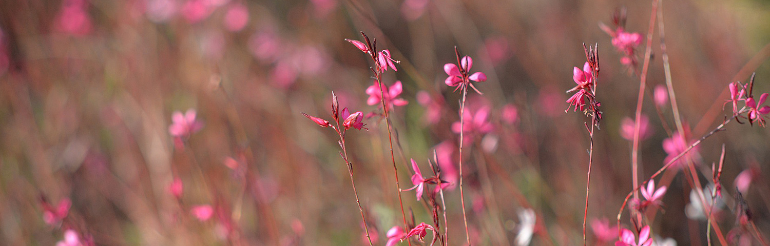 GAURA LIN ROSY JANE