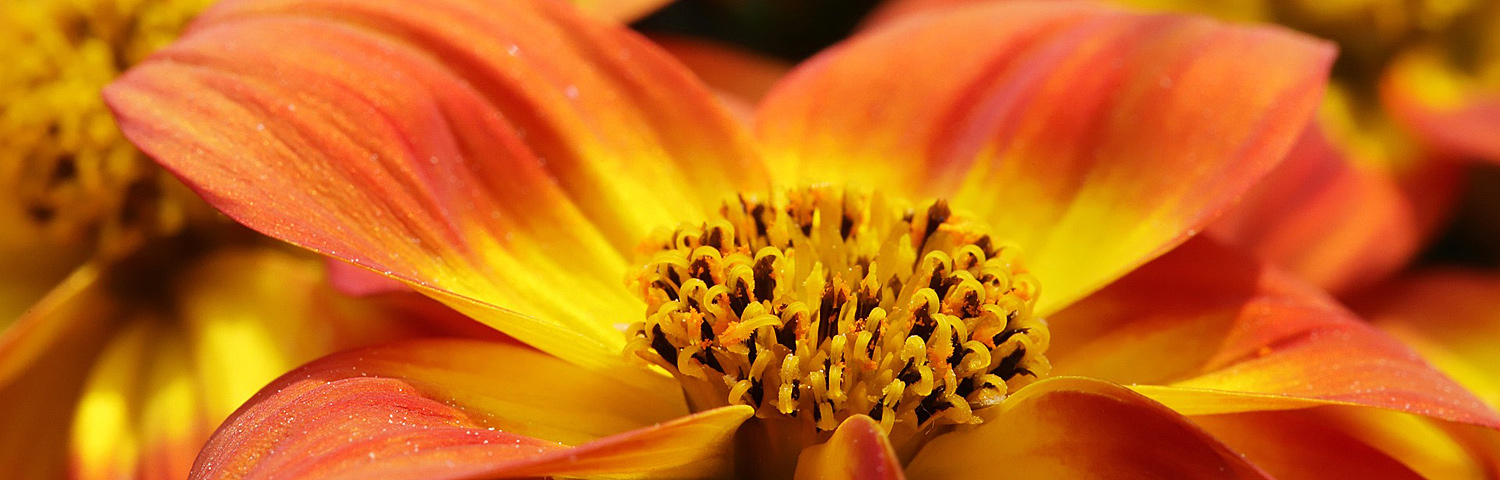 GAZANIA
