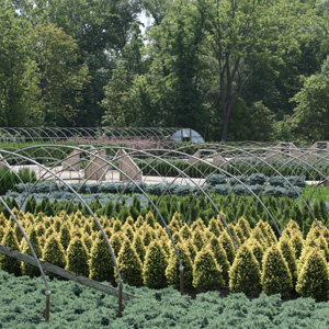 Featured Tree or Shrub