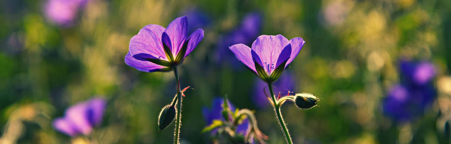 GERANIUM CALLIOPE SALMON