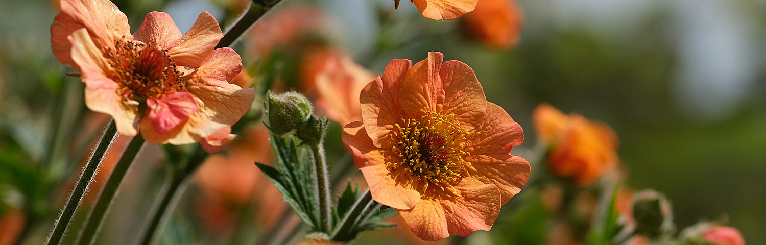 GEUM