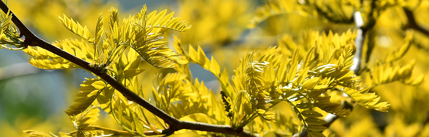 GLEDITSIA