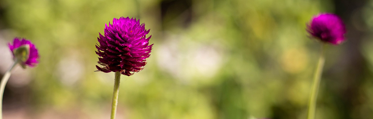 GOMPHRENA PINATA