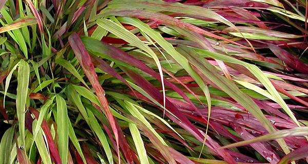 Grass - botanical or common name