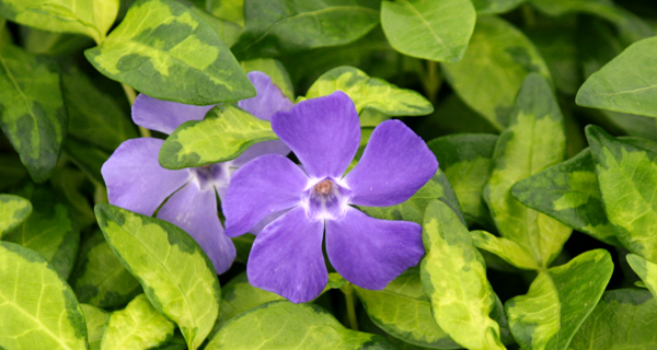 Groundcover - botanical or common name