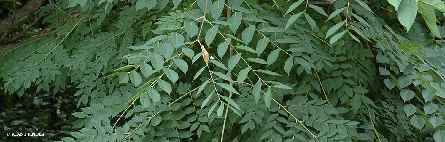 GYMNOCLADUS DIOICUS