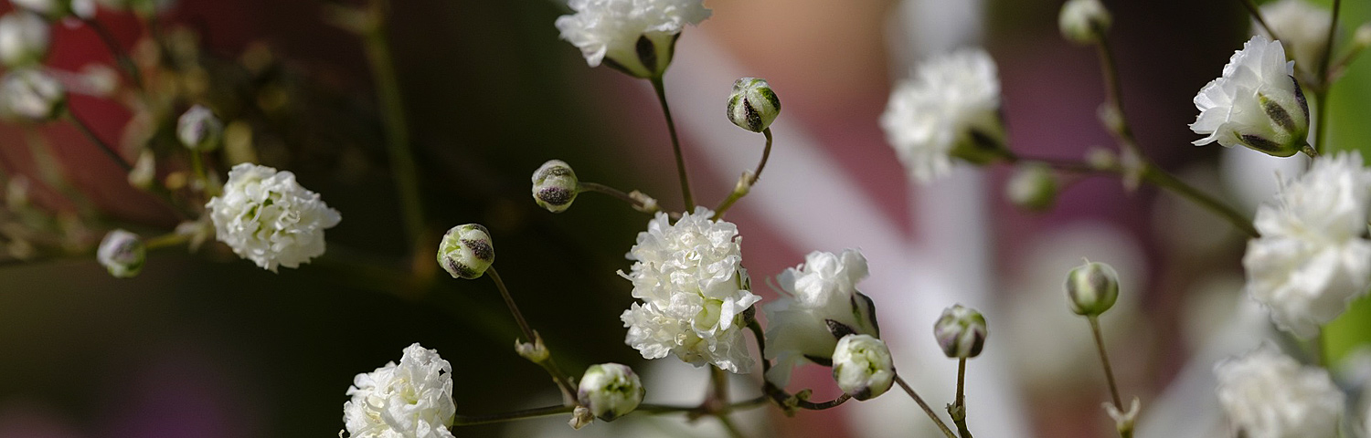 GYPSOPHILA