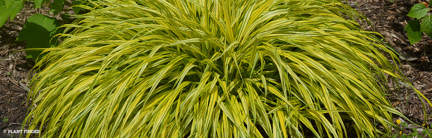 HAKONECHLOA MAC ALBOSTRIATA