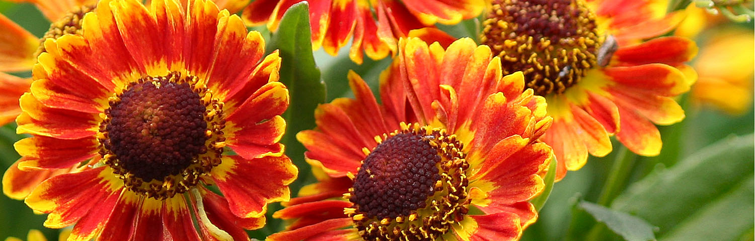 HELENIUM AUT FUEGO