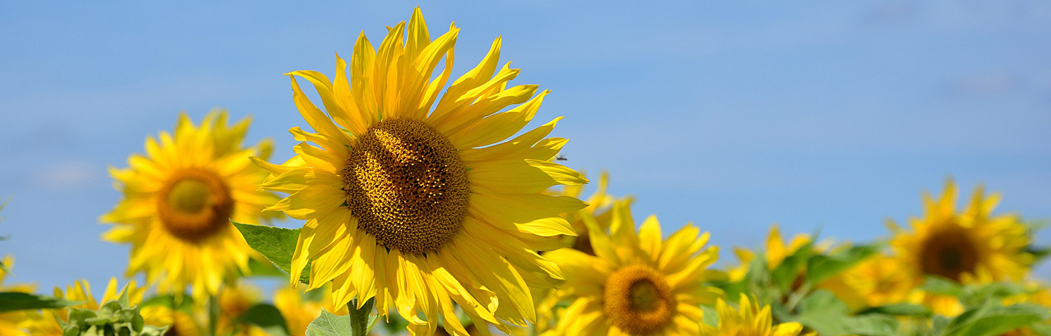 HELIANTHUS