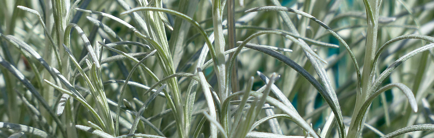 HELICHRYSUM ICICLES