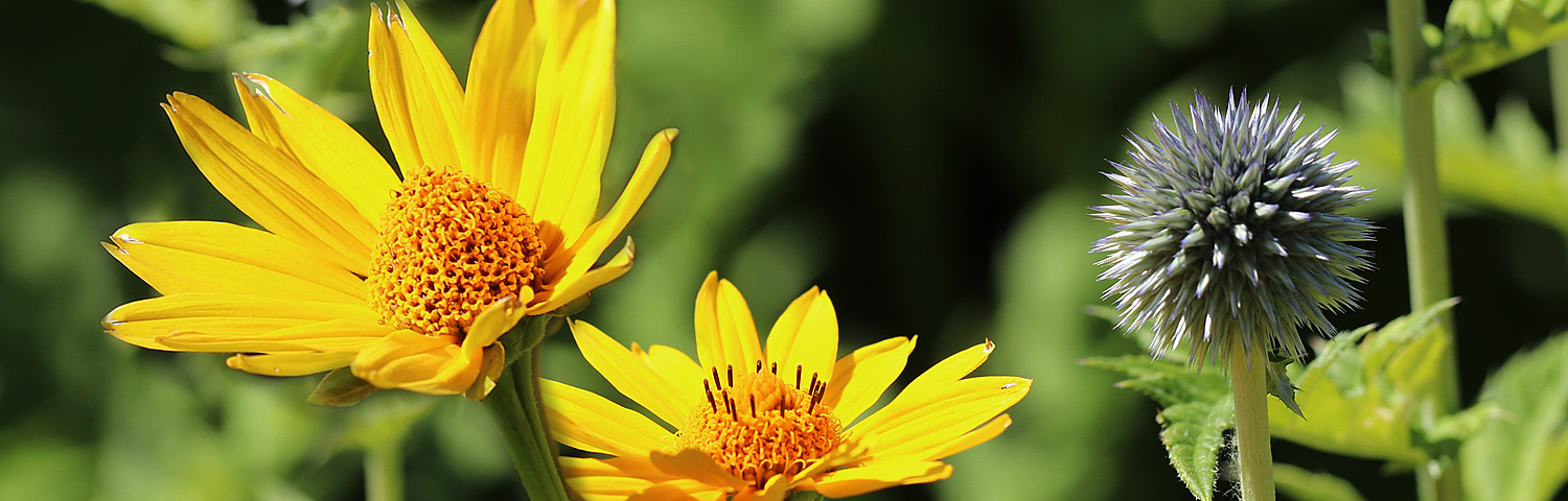 HELIOPSIS HEL PUNTO ROSSO COMP
