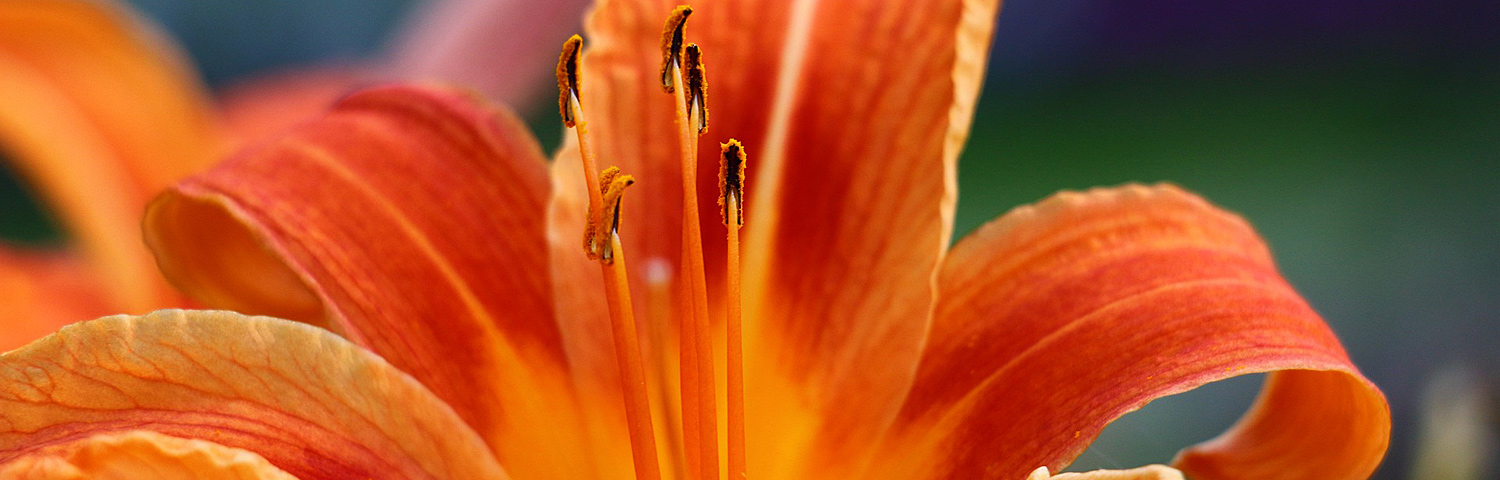 HEMEROCALLIS BIG TIME HAPPY