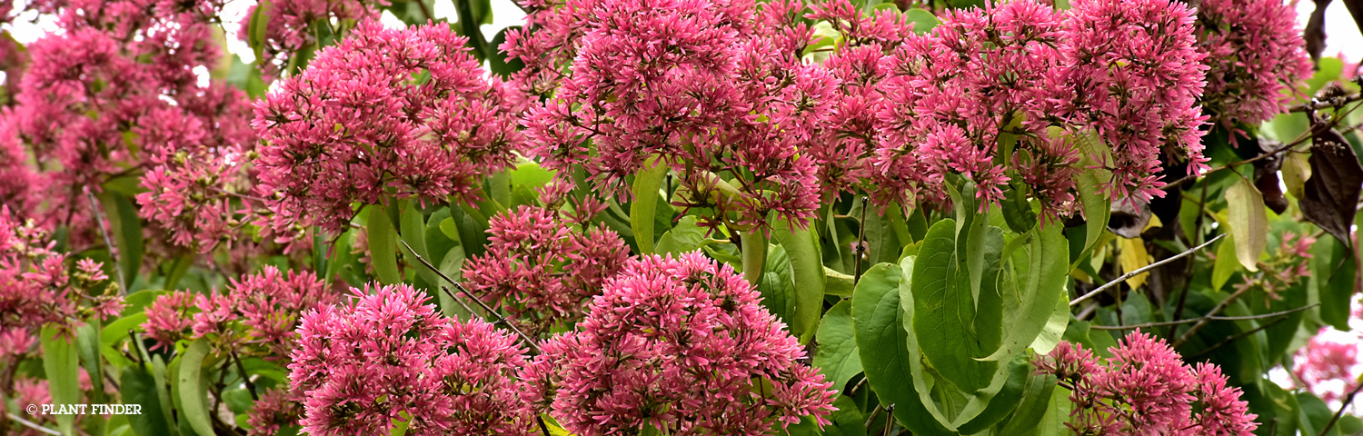 HEPTACODIUM