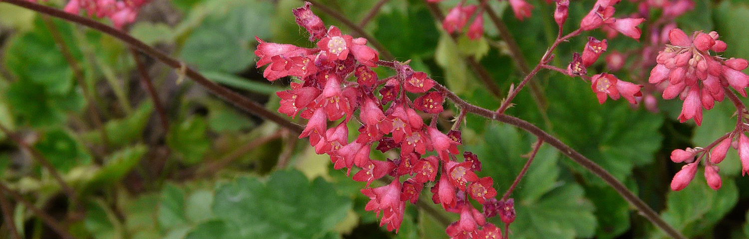 HEUCHERA MIDNIGHT ROSE