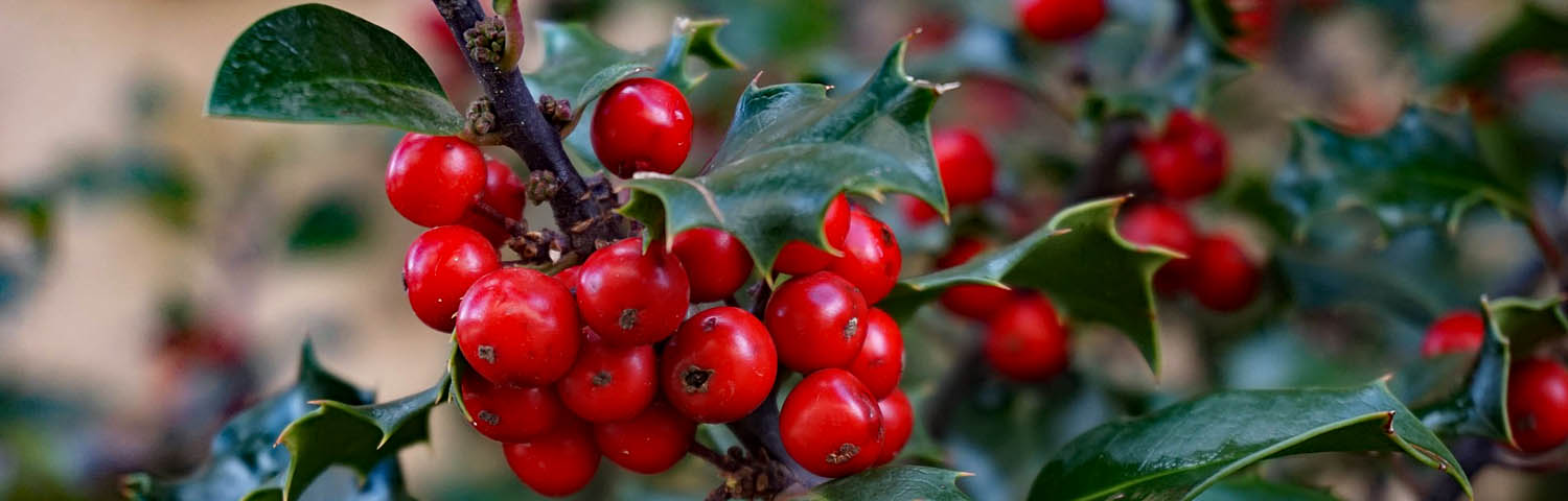 BROADLEAF EVERGREEN SHRUBS