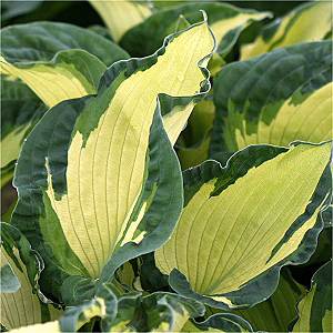 Hosta by Color