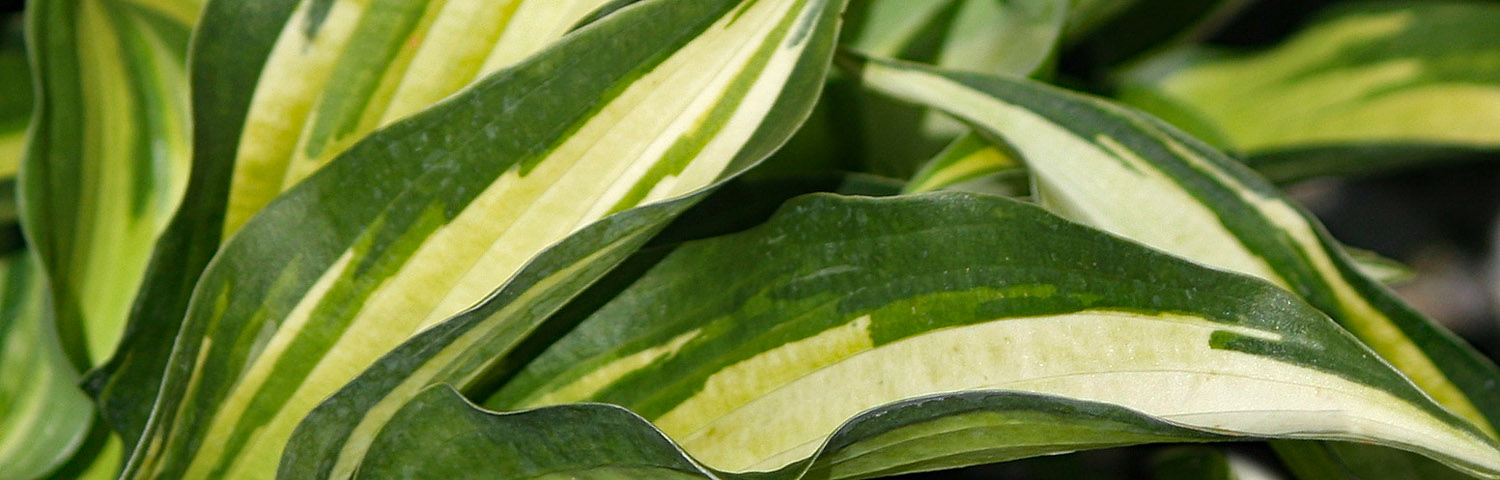 HOSTA NIGHT BEFORE CHRISTMAS