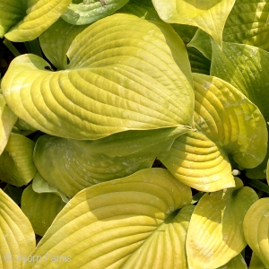 Yellow Foliage