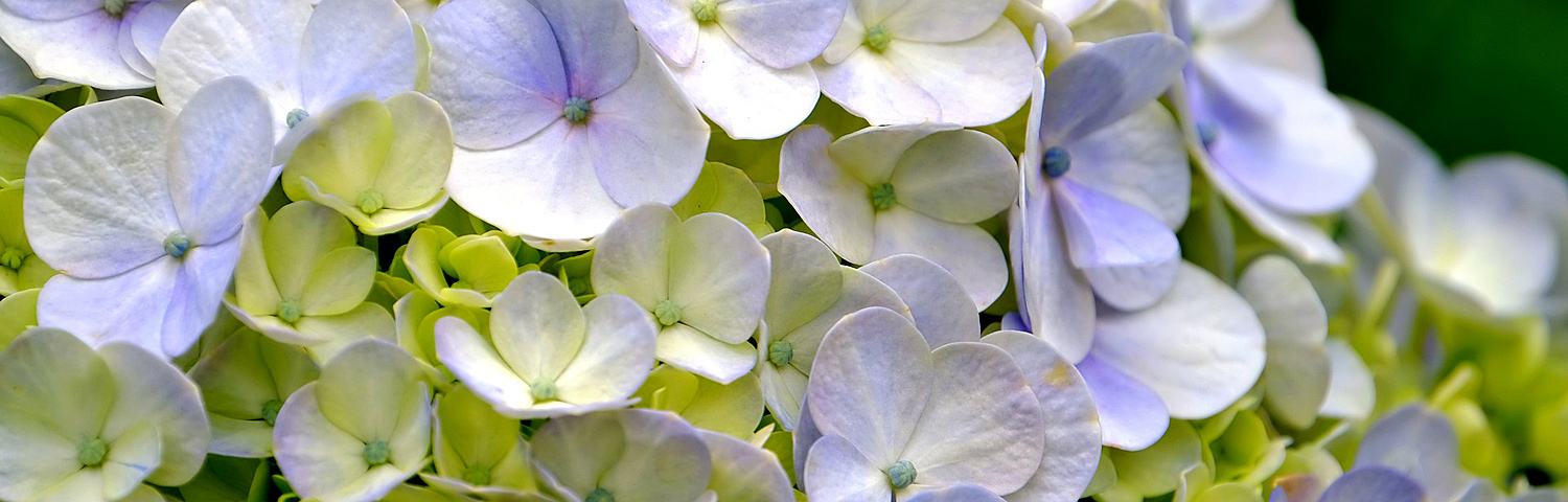 HYDRANGEA PAN PINK DIAMOND