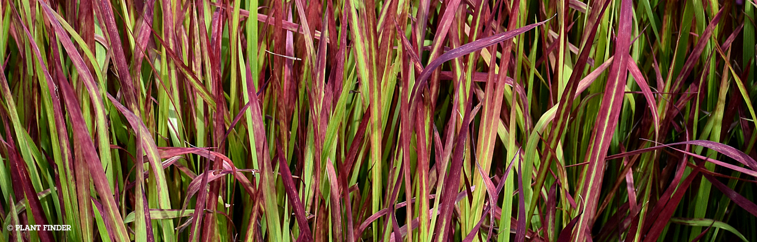 IMPERATA