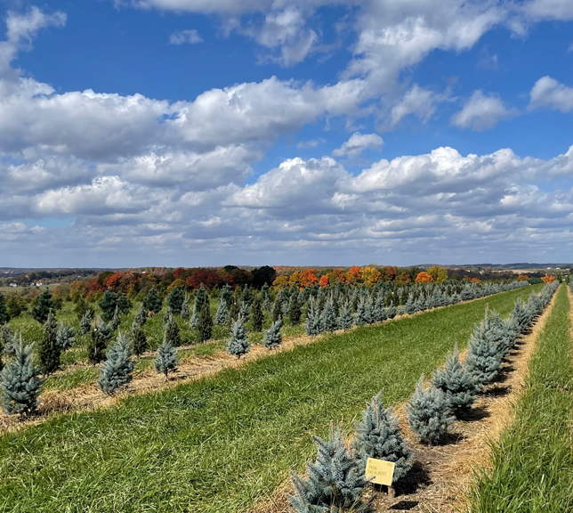 Availabilities Check Stock Acorn Farms Wholesale Nurserybulk