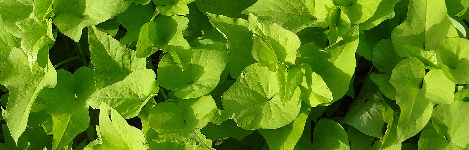 IPOMOEA