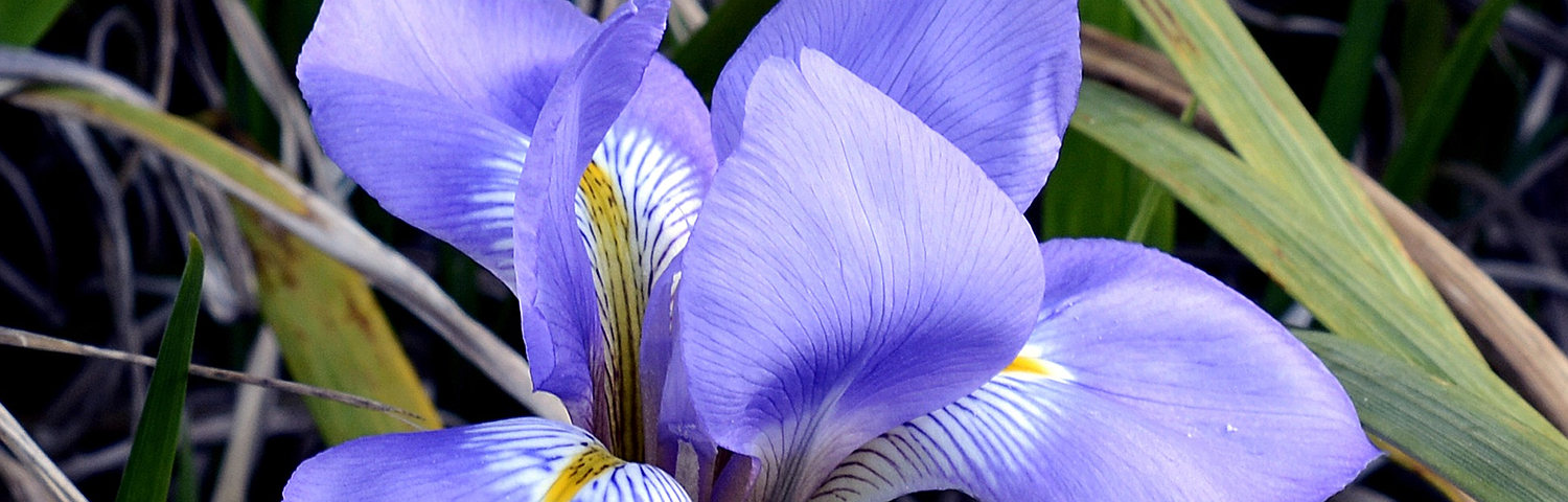 iris ens
