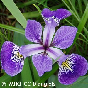 Iris versicolor - Pennsylvania native perennial plant