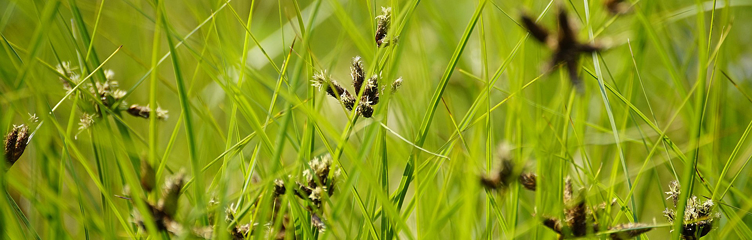 JUNCUS BLUE ARROWS