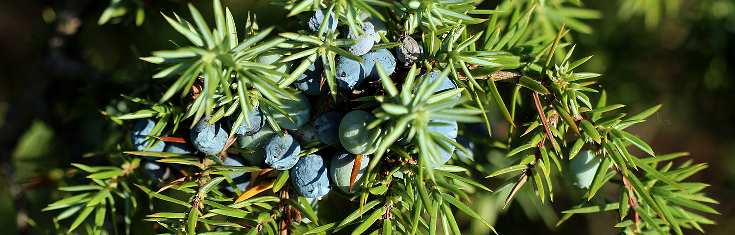 JUNIPERUS CHI TRAUTMAN