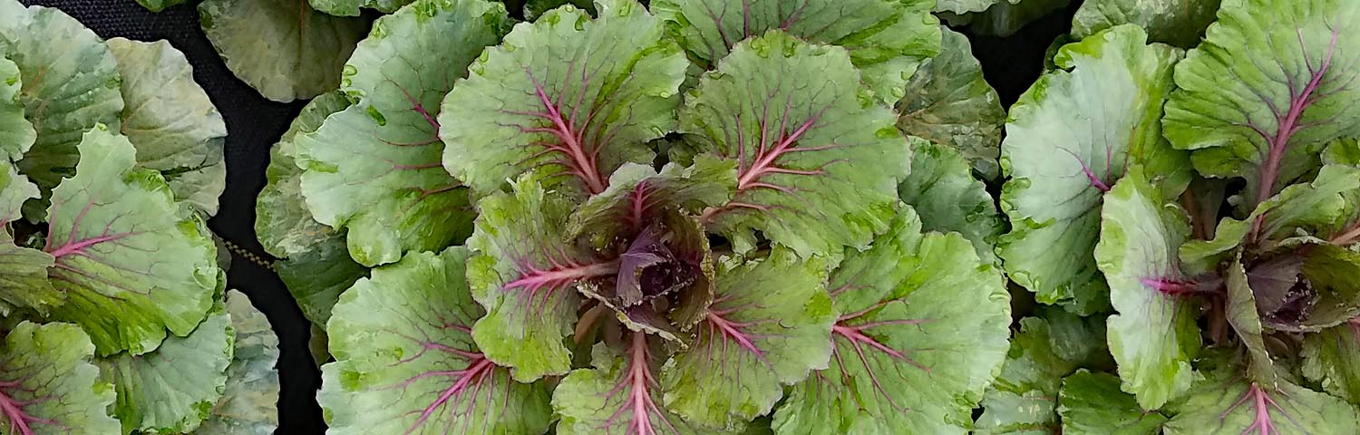 KALE PEACOCK WHITE