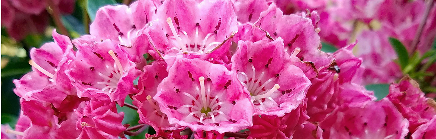 KALMIA
